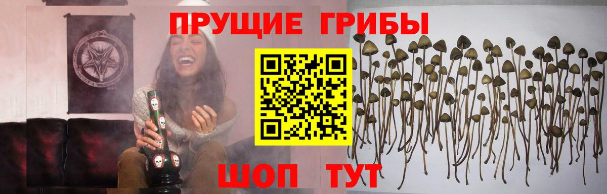 Псилоцибиновые грибы Psilocybe  Вход с VPN  Верхняя Салда 